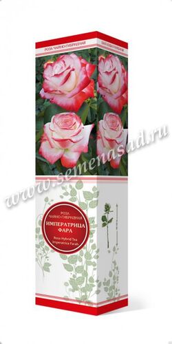 Роза чайно-гибридная Императрица Фара (белый с кар