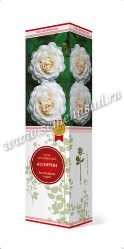 Роза флорибунда Аспирин (бело-розовый)