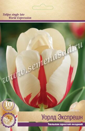 Тюльпаны простые поздние Уорлд Экспрешн  10шт (белый с красн. пламенем) 