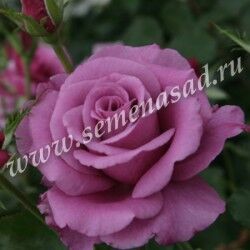 Роза флорибунда Шокинг Блю (розово-сиреневый)