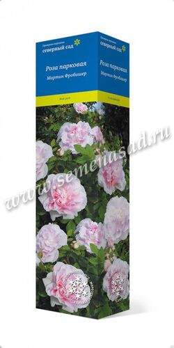 Роза канад парков Мартин Фробишер (бел-роз махров