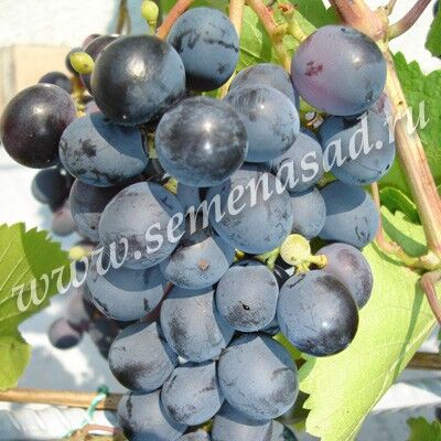 Виноград Рошфор плодовый  ( ранний темно-синий, округлый)