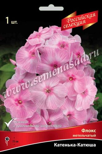Флокс метельчатый Катенька-Катюша  (нежно-розовый с характерной штриховкой и малиновым