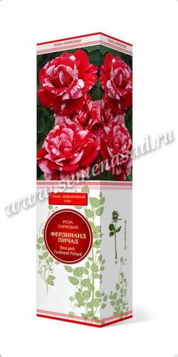 Роза парковая Фердинанд Пичад (розовый с белыми бр