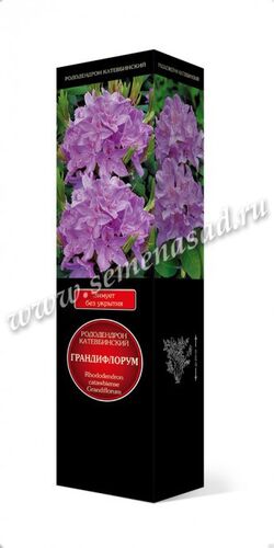 Рододендрон катевбинский Грандифлорум (цветки лило