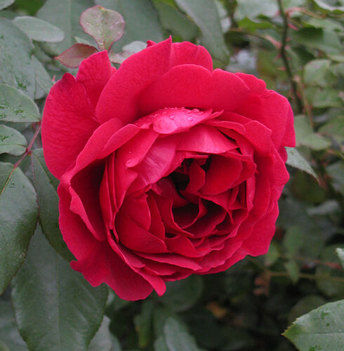 Роза парковая Дино де Лаурентис (малин-красн)