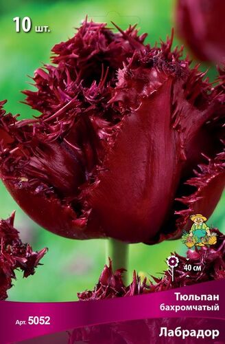 Тюльпаны бахромч Лабрадор  1х10шт бордовый