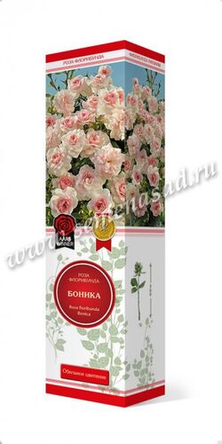 Роза флорибунда Боника (розовый) 1шт