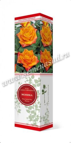 Роза чайно-гибридная Моника (оранж.-красно-желтый)