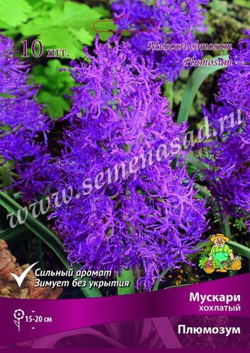 Мускари хохлатый Плюмозум махров лил-фиолет 10шт