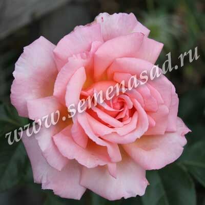 Роза плетистая Компасион (абрикосово-розовый)