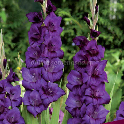 Гладиолусы Пепл Флора (фиолетовый)10шт