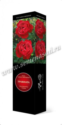 Роза чайно-гибридная Мейян Травиата (малиново-красный)