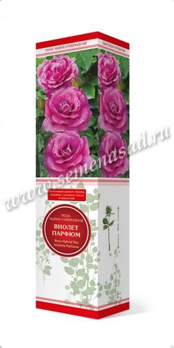 Роза чайно-гибридная Виолетт Парфюм (лилово-розовый)