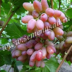 Виноград Гелиос плодовый