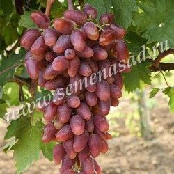 Виноград Дубовский розовый плодовый