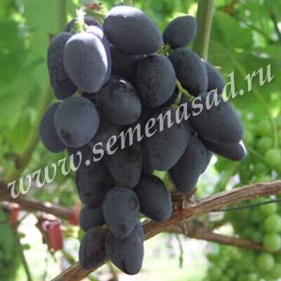 Виноград Ромбик плодовый 
