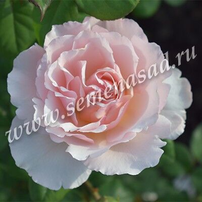 Роза Мейян чайно-гибридная Принцесса Шарлин де Монако (бело-розовый)