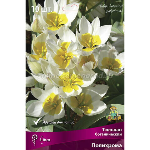 Тюльпаны ботанические Полихрома 10шт