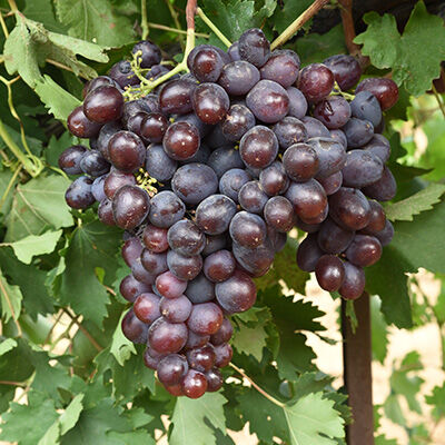 Виноград Низина плодовый