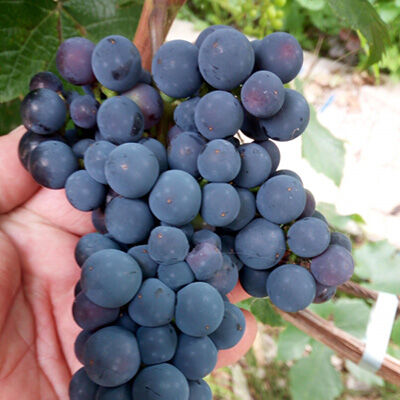 Виноград Башкирский плодовый