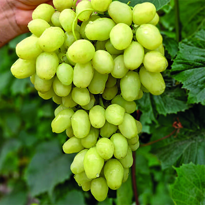 Виноград Бананас плодовый  П+