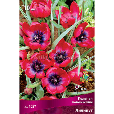 Тюльпаны ботанические Лилипут 10шт