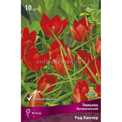 Тюльпаны ботанические Ред Хантер 10шт