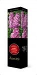 Сирень Память о Вехове (цветки лиловые, с нижней стороны фиолетово-пурпу