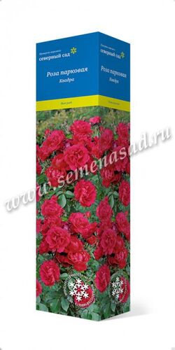 Роза канадская парковая Квадра (темно-красный, махровый, высота 1,5-1,8м)
