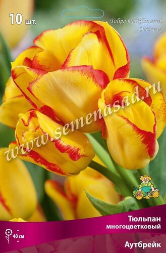 Тюльпаны многоцветковые Аутбрейк 10шт