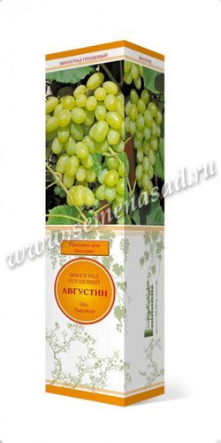 Виноград Августин плодовый ранний янтарно-белый ов