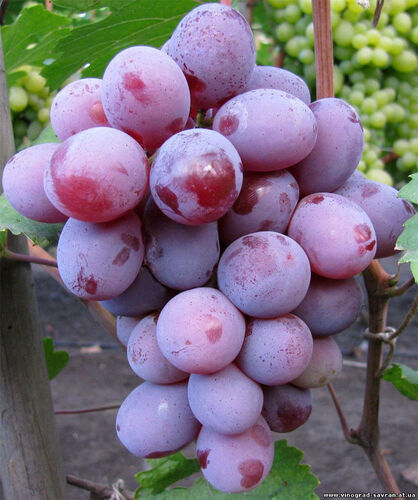 Виноград Граф Монте-Кристо плодов( раннесред овал бордов)