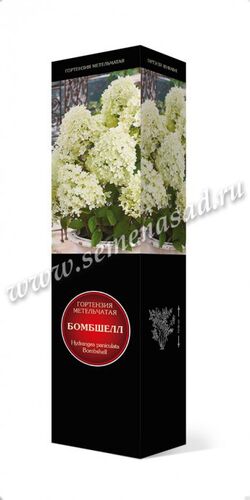 Гортензия метельчатая Бомбшел (цветки белые)