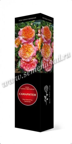 Роза Хакнесс чайно-гибридная Самаритен (розово-абрикосовый)