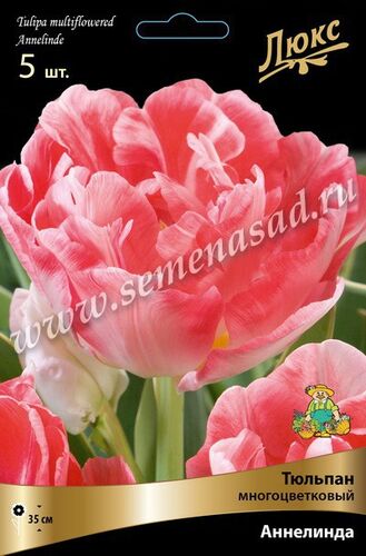 Тюльпаны многоцветковые Аннелинда 5шт 