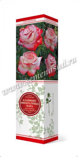 Роза плетистая Клайминг Императрица Фара (белый с кармино-красными краями)