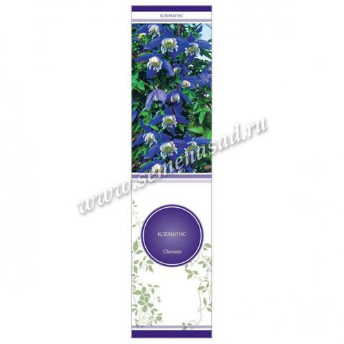 Клематис Фрэнсис Ривиз ботанический (фиолетово-голубой с белой серединкой)