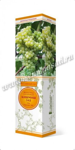 Виноград Кишмиш №342 плодов (оч ранний зелен-золот