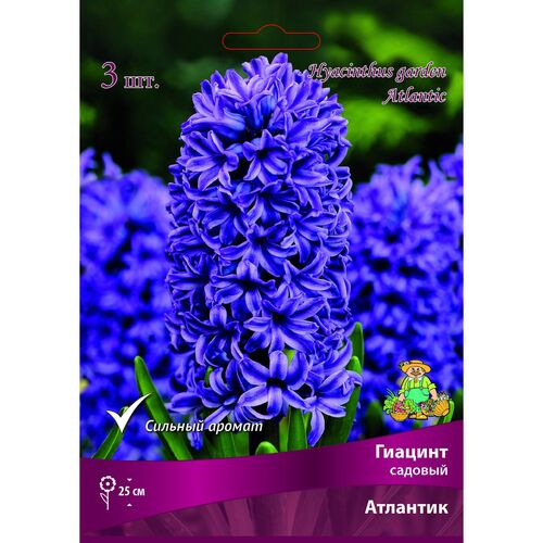 Гиацинты садовые Атлантик (фиолетовый со светлым краем) 1х3шт