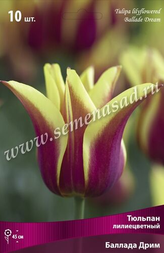 Тюльпаны лилиецв Баллада Дрим (фиолет-красный с желтой каймой) 10шт