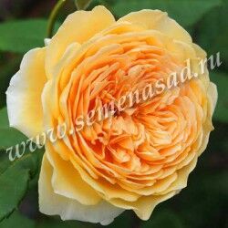 Роза английск парковая Краун Принцесс Маргарет (абрикосово-оранжевый)