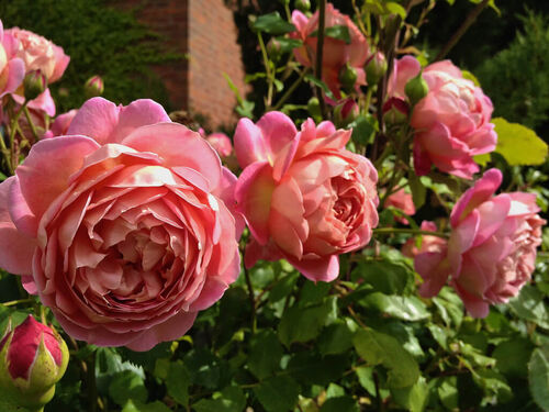 Роза английск парковая Джубили Селебрейшен (лососево-роз с золотой подложкой)