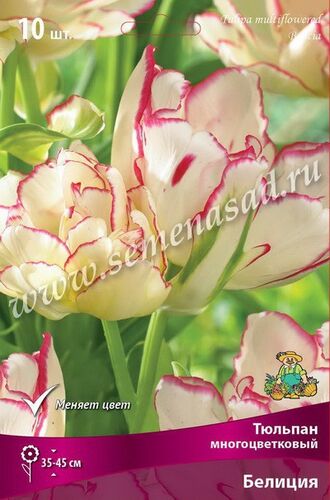 Тюльпаны многоцветковые Белиция 7шт меняет цвет от кремово-желт до бел с мал о