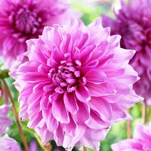 Георгина Лавендер Перфекшн декоративная (розово-лиловый, диаметр цветка 20см, 1шт