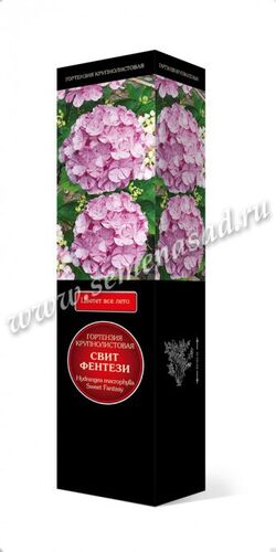 Гортензия крупнолистов Свит фентези (цветки розовые с красными брызгами)